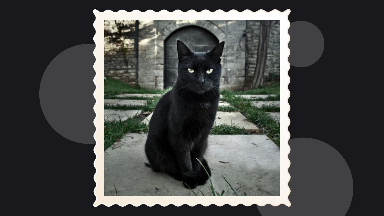 Pisica neagră aduce ghinion